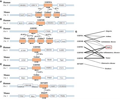 Gasdermins in sepsis